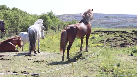 Icelandic-horses-inside-a-fence.-Iceland
