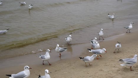 Group-of-Seagulls-welks-on-sandy-beach-of-Baltic-Sea