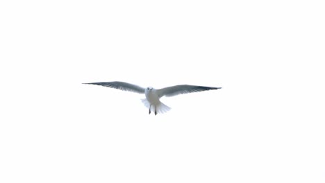 Möwen-Und-Vögel-Fliegen-In-Gruppen-Vor-Weißem-Hintergrund