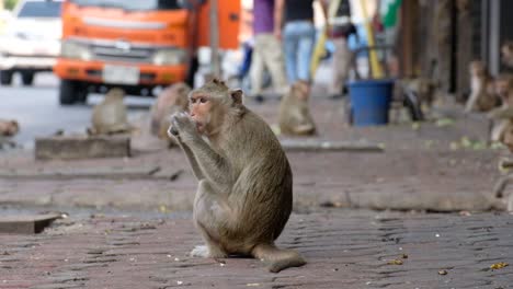 Makaken,-Die-In-Thailand-Auf-Den-Straßen-Herumstreunen---Mittlerer-Schuss