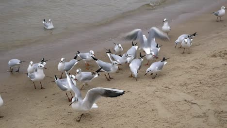 Flock-of-Seagulls-on-sandy-beach