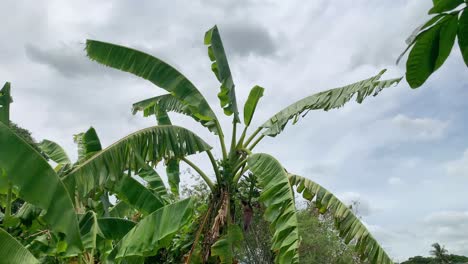Bananenblätter-Wehen-Im-Wind-Unter-Einem-Bewölkten-Himmel-Auf-Dem-Land-In-Thailand---Mittlerer-Schuss