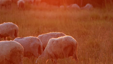 Flock-of-Sheep-Gathering-Under-the-Red-Tint-of-the-Sunset