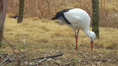 Western-White-Stork-Ciconia-walking-on-the-ground