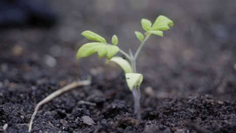 Nahaufnahme-Der-Angehenden-Pflanze-Makroaufnahme-Im-Neu-Gepflanzten-Boden