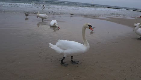 group-of-Swans-and-seagulls-on-the-sandy-beach-of-Baltic-Sea