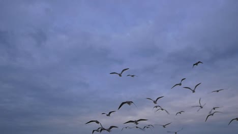 Möwen-Und-Vögel-Fliegen-In-Zeitlupe-In-Gruppen-Am-Blauen-Himmel