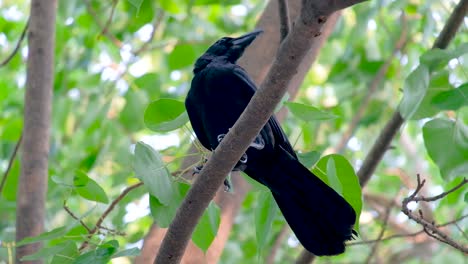 A-Mariana-Crow-Pecking-While-Sitting-On-The-Branch-Of-A-Lush-Tree-In-Thailand---Low-Angle-Shot