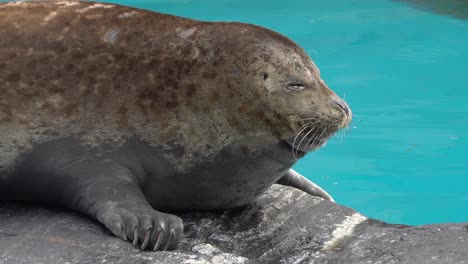Harbor-Seals-rests-on-the-rock-close-up-on-head