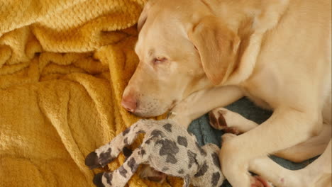 Schöner-Gelber-Labrador-Schläft-Auf-Decke-Mit-Spielzeug,-Hoher-Winkel