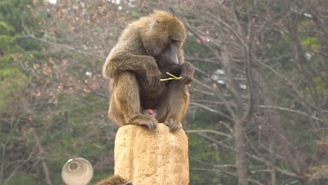Olive-Baboon-sits-on-the-rock-and-eating-branch-of-tree,-front-view-in-Seoul-Zoo