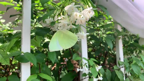 Lovely-flowering-plant-with-fragrant-white-bloom-in-Thailand---medium-shot