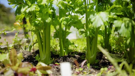 celery-soil-farmland-garden-sunny-day-green-spring