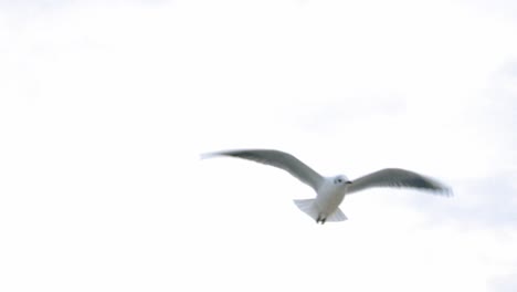 Gaviotas-Y-Pájaros-Volando-En-Grupo-Contra-El-Cielo-Blanco
