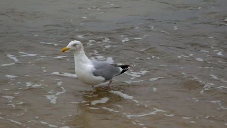 Single-Seagull-wading-on-a-sandy-beach-of-Baltic-Sea