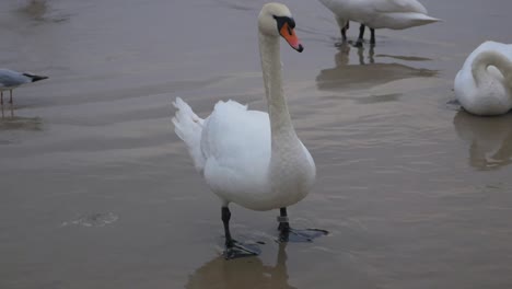 Swan-on-the-sandy-beach
