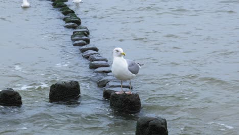 Seagull-stands-still-on-a-breakwater-while-waves-crash-beneath-it