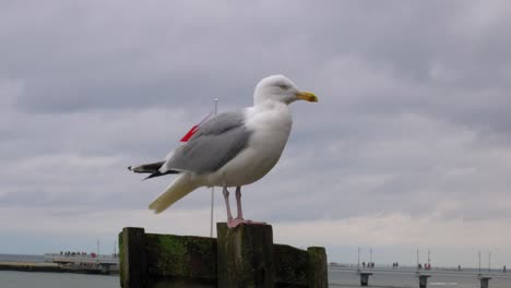 Seagull-standing-On-a-wooden-pillar-At-Beach-with-polish-flag-in-the-background