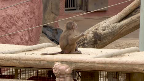 Small-child-olive-baboon-sitting-and-eating-green-stick-from-tree-branch-in-Seoul-Zoo