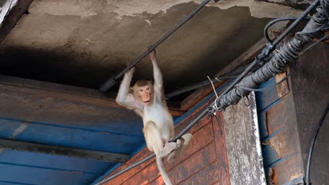 Funny-Thai-macaque-sitting-on-the-electric-wire-while-hanging-on-a-steel-bar-jumping-on-its-butt---low-angle-shot