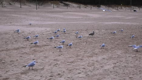 A-Group-of-Seagulls-walks-in-one-direction-on-a-sandy-beach-in-Kolobrzeg