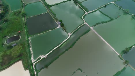 Wide-irrigated-green-farmland-in-Thailand---aerial-shot
