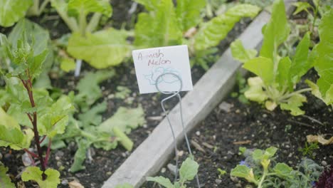 mish-melon-on-the-ground-in-the-garden-in-the-soil