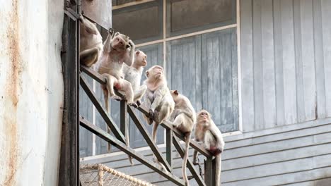 A-Troop-Of-Monkeys-Sitting-On-The-Steel-Railing-In-Rangsit,-Pathum-Thani,-Thailand---Low-Angle-Shot