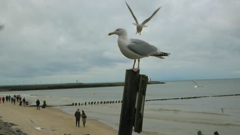 Seagull-sits-on-a-wooden-pile-on-the-beach-with-Baltic-sea-in-the-background