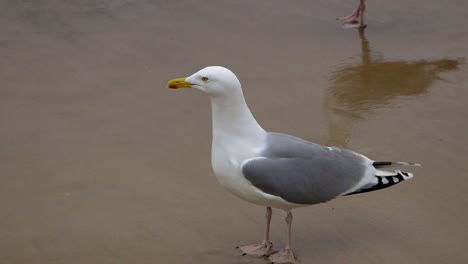 Single-Seagull-walks-on-a-sandy-beach-of-Baltic-Sea