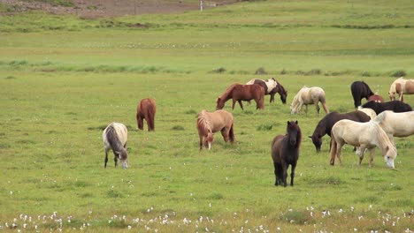 A-herd-of-Icelandic-horses-on-the-meadow