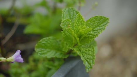 big-closeup-of-mint-leaves-green-in-a-pot-garden