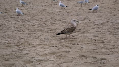 Seagull-walks-amongst-other-birds-on-a-sandy-beach-of-Baltic-Sea