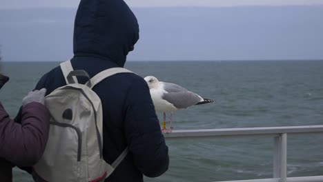 Seagull-watches-people-packing-a-backpack-from-a-Railing-By-Water