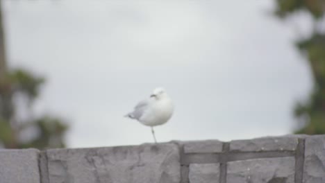 Ein-Weißer-Vogel,-Der-Auf-Dem-Ziegel-Steht