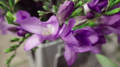 closeup-of-purple-flowers-with-green-buddings