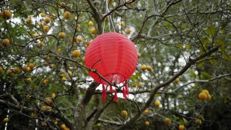 a-red-lantern-hanging-in-a-bare-lemon-tree-full-of-yellow-lemon