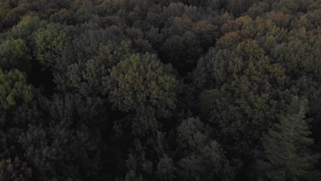 Luftaufnahme-Eines-Waldes,-Der-Langsam-Nach-Oben-Schwenkt