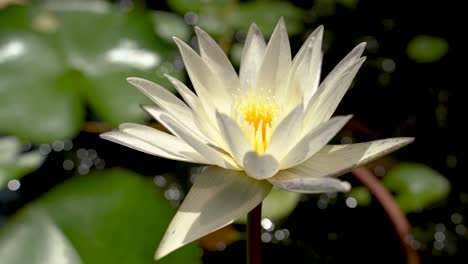 Close-up-shot-of-a-white-lotus-flower-with-a-pond-on-background