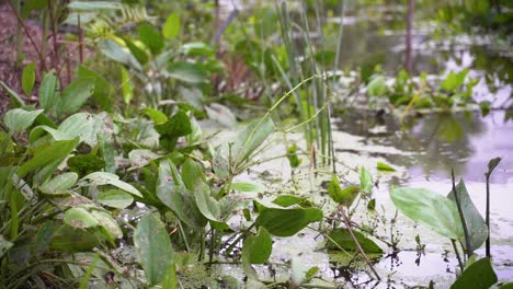 Dolly-right-shot-of-green-water-plants-on-a-pond