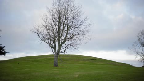 tilt-down-shot-of-a-bare-tree-on-the-green-hill