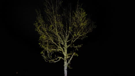 bare-tree-at-night-lit-by-a-hard-light