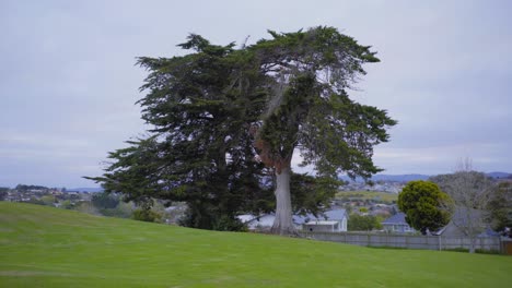 árbol-Grande-En-La-Reserva-Del-Parque-Nueva-Zelanda-Con-Hogar