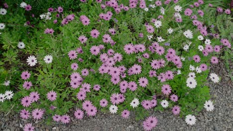 Gänseblümchen-Und-Rosa-Lila-Blumen-über-Grünem-Gras