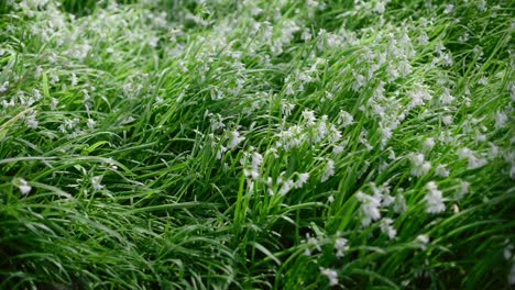 Gras-Und-Weiße-Blumen-Im-Wind-Auf-Dem-Boden-Aushärten