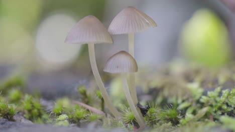 mushroom-on-the-ground-with-extreme-closeup