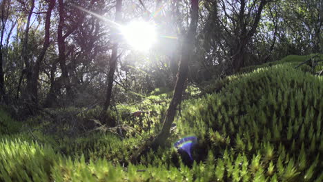 light-peak-in-the-forest,-moss-on-the-ground-on-Rangitoto-Island