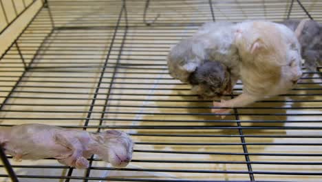 Newborn-Kittens-Inside-A-Cage-With-One-Dead-close-up