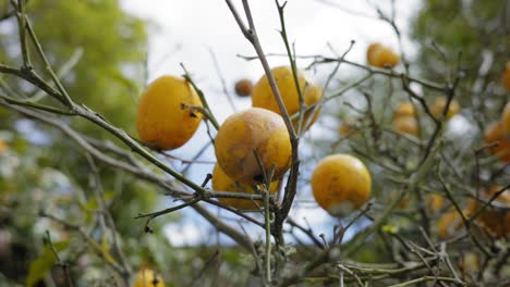 Closeup-Schuss-Zitronenbaum-Mit-Mehreren-Zitronen