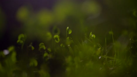 Gras-Makro-Erschossen-Grün-Auf-Dem-Boden-Nahaufnahme